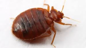 KILL THE BED BUGS AT YOUR HOME WITH CHINCHEX, IT IS EASY!!!